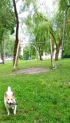 Senosios supynės